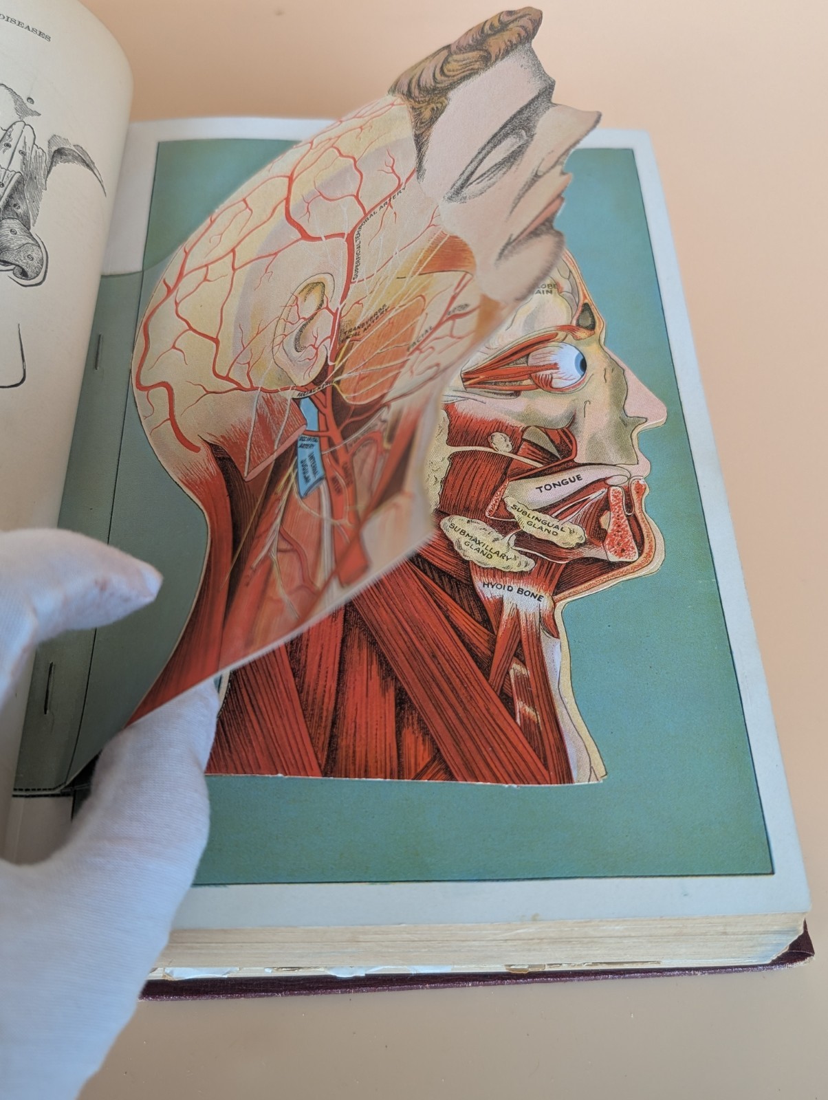 Health Knowledge 2 Vol Set 1927 Medical Anatomy Flap Illustrations Corish