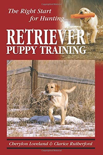 Retriever Puppy Training: The Right Start for Hunting