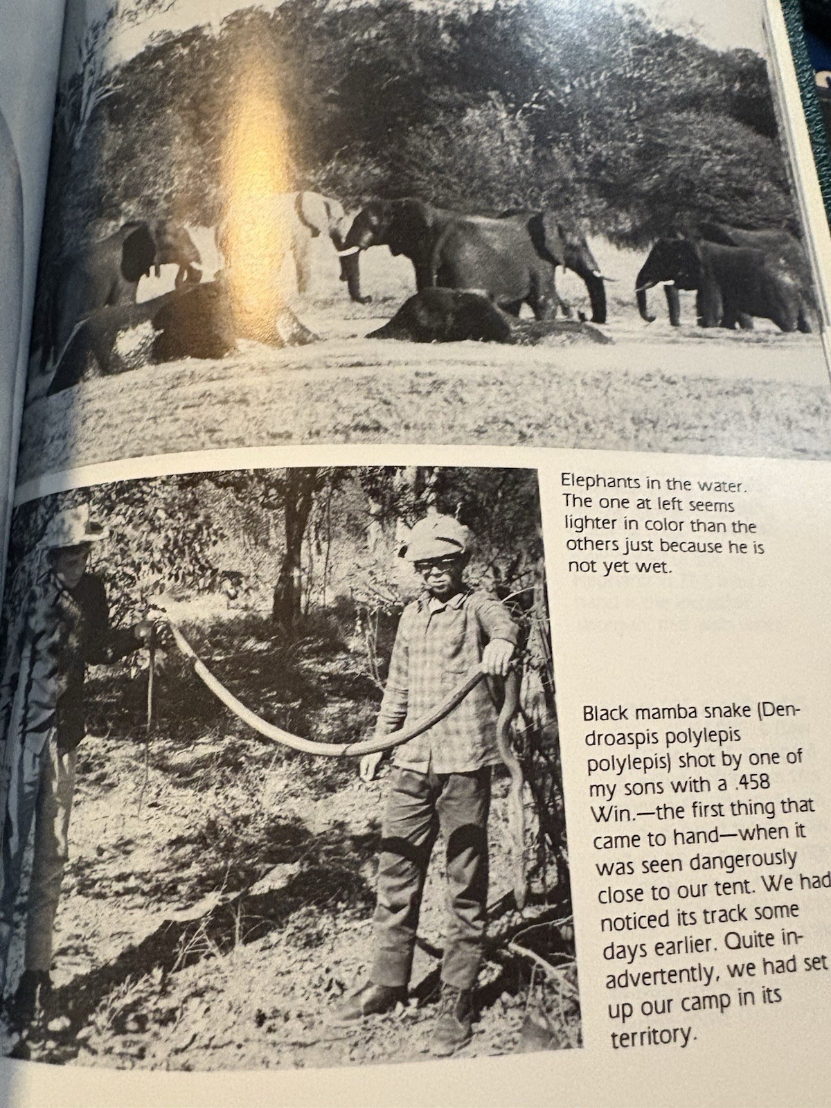Elephant Hunting Mozambique Portuguese East Africa Jose Pardal Elephants Hunters